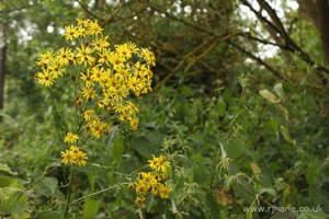 Yellow Flowers