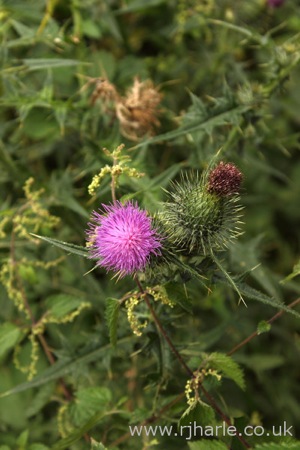 Flowering Thistle