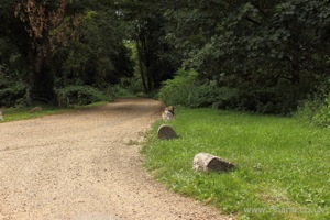 Pathway