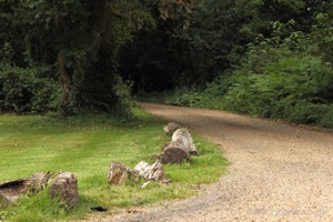 Pathway