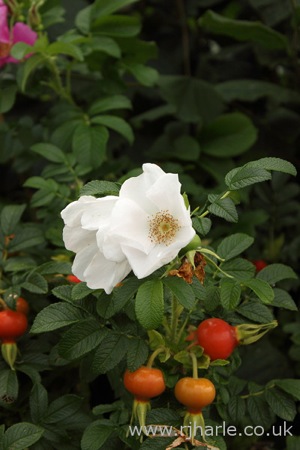 Unknown Flower