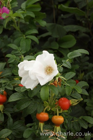 Unknown Flower