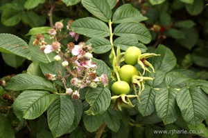 Unknown Flower