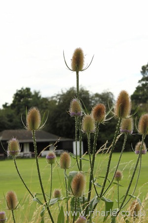 Unknown Flower
