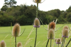 Unknown Flower