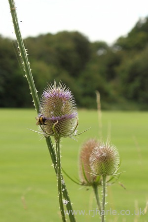 Bee Pollinating Unknown Flower