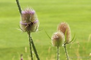 Bee Pollinating Unknown Flower