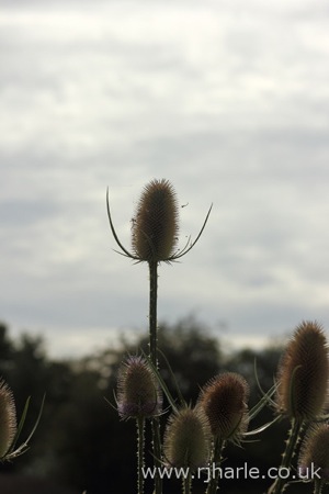 Unknown Flower