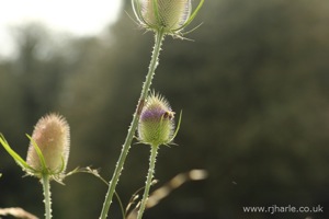 Unknown Flower