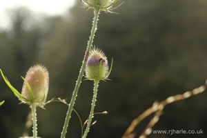 Unknown Flower