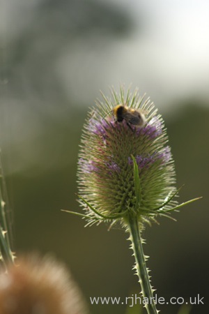 Bee Pollinating Unknown Flower