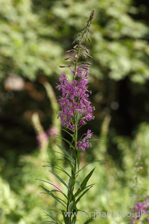 Purple Flower in the Woods