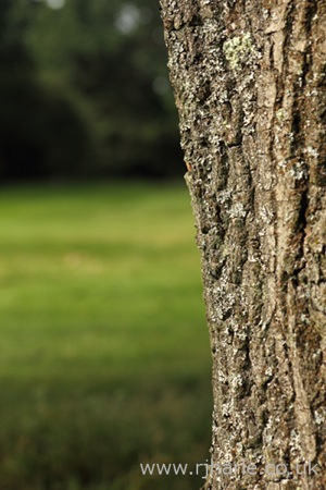 Tree Bark