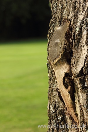 Tree Trunk