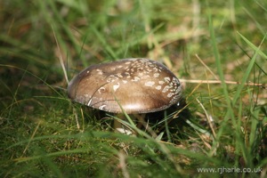 Mushroom