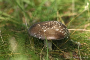Mushroom