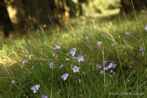 Bluebells
