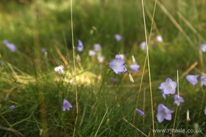 Bluebells