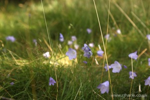 Bluebells