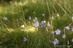 Bluebells