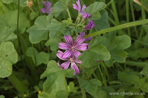 Pink Flower