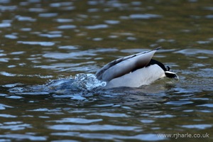 A Mallard Has a Wash