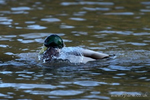 A Mallard Has a Wash