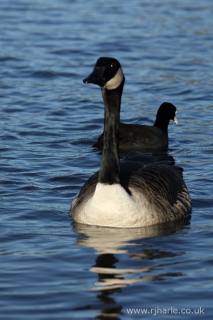 A Majestic Goose