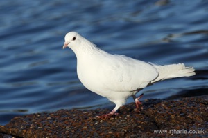 Sturtting Pigeon