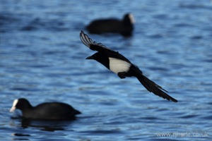 A Magpie Drops In