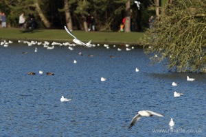 Gulls Flying Over the Lake