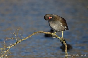 Moorhen Preening On His Branch