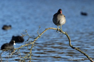 Moorhen Sitting On His Branch
