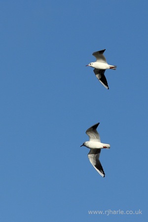Gulls Flying Over the Lake
