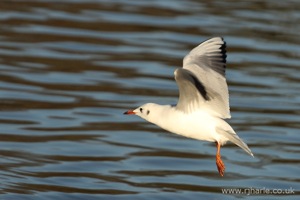 Gull Taking Off