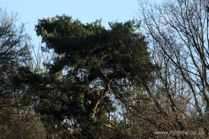 Trees On the Island