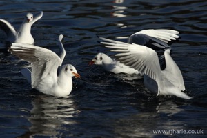Fighting Over Food