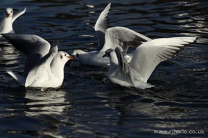Fighting Over Food