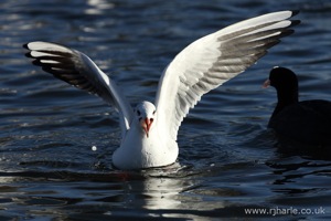 Angry Gull