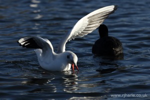 Feeding Time