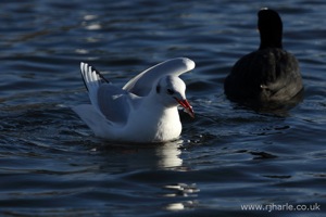 Contented Gull