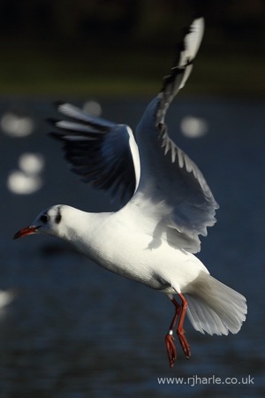 Flying Away