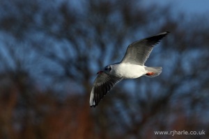 Gull In-Flight