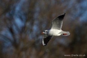 Gull Flies Overhead