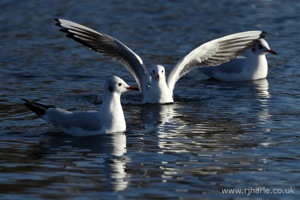 Splash Landing