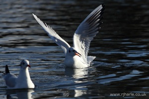 Splash Landing