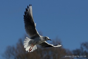 Gull Flies Overhead