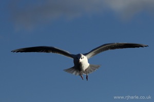 Gull Hovers Overhead