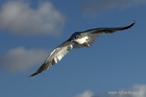 Gull Hovers Overhead