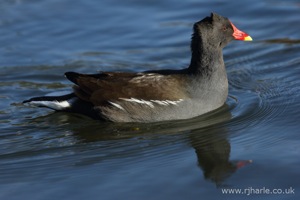 Ruffled Feathers